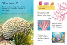 Load image into Gallery viewer, Coral Reefs
