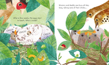 Load image into Gallery viewer, Peep Inside a Bird's Nest (Board book)