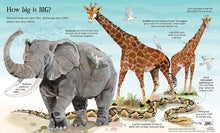Load image into Gallery viewer, Big Book of Animals (Board book )